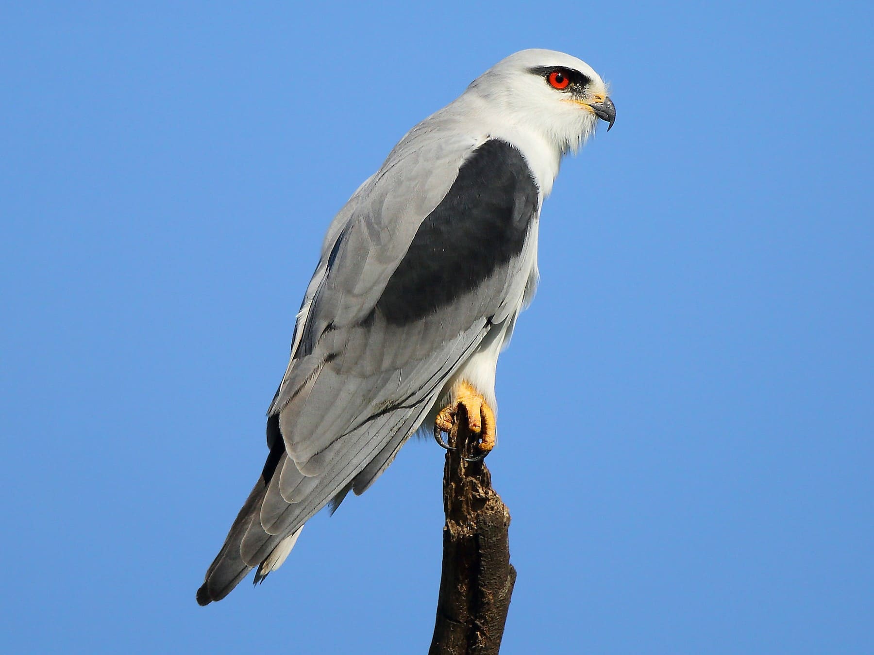 Black-winged Kite (Black-shouldered Kite)